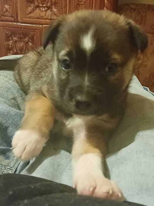 Catei tineri de donat!