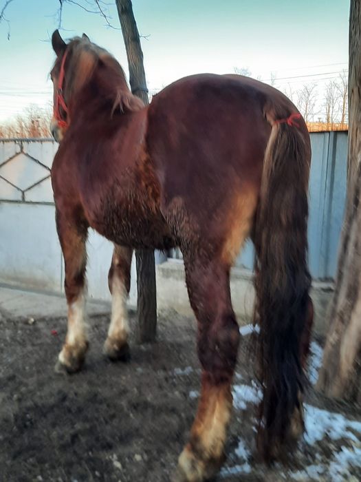 Vând mănz 2 ani și jumătate.