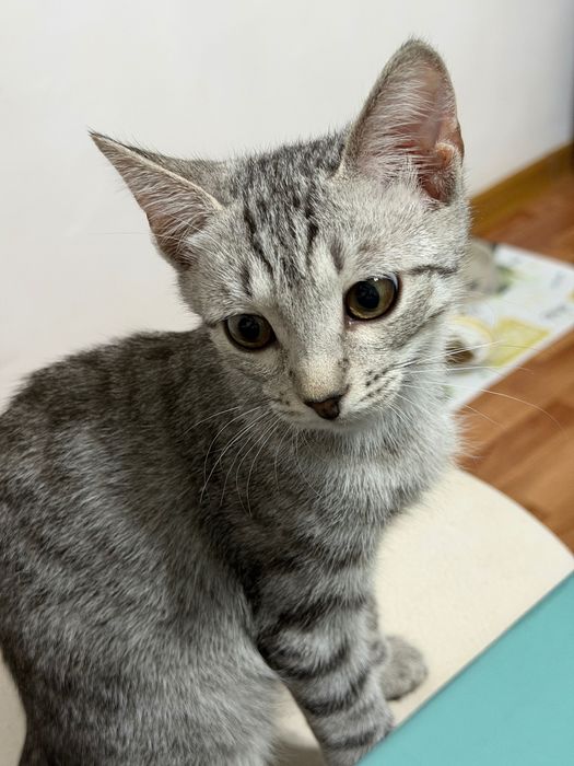Котенок в добрые руки