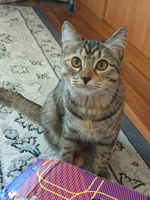 Отдам кошку в добрые руки