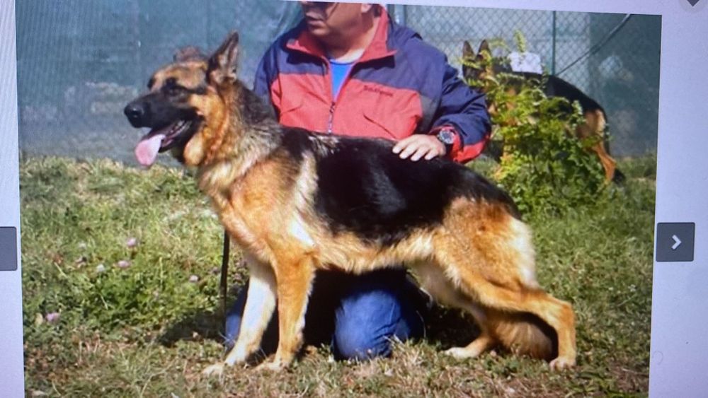 Pui ciobănesc german din părinți de excepție