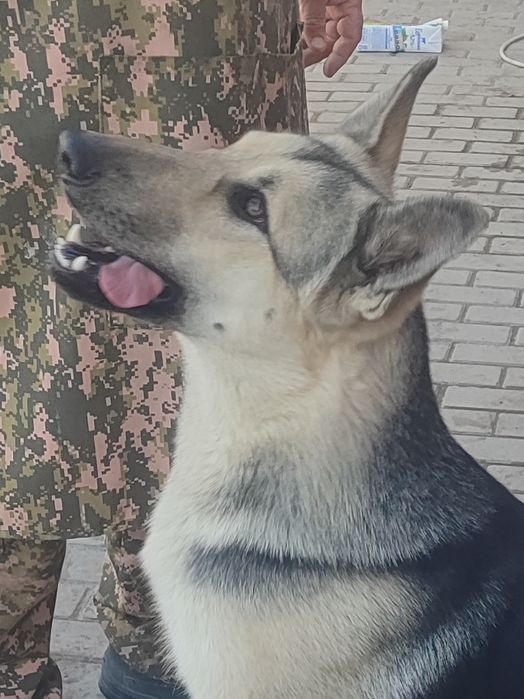 Продам подросщенного щенка ВЕО.