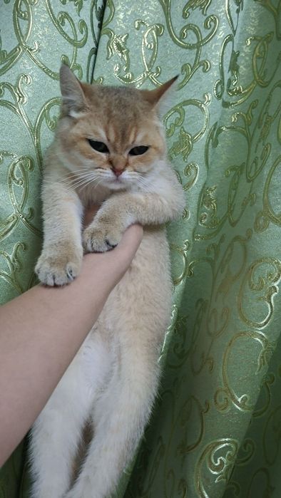 Кошка британские золотой шиншилла