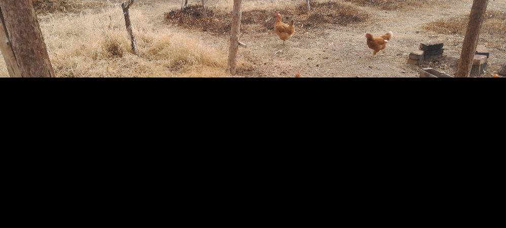 Продаётся домашние курицы несушки