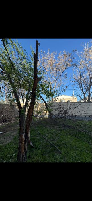 Дрова бесплатно