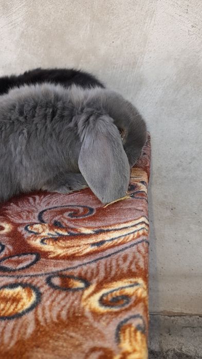 Vând pui iepuri berbec german