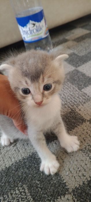 Kristi Makning sutni yutib yuborgan porno videosi