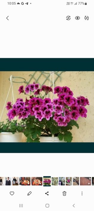 Продам комнатные пеларгонии