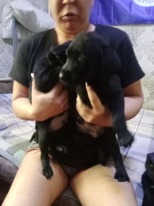 Продам щенков лабрадора