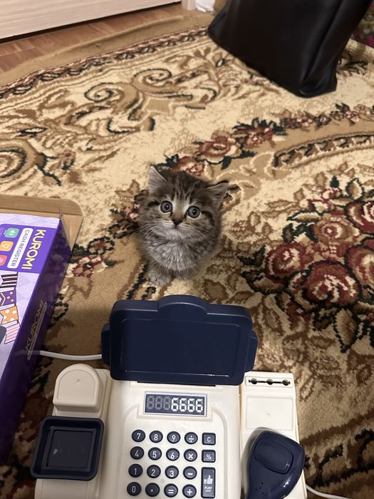 Маленький котик бесплатно