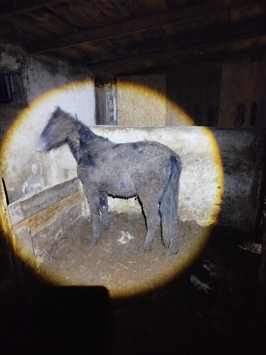 Тай откорм согым