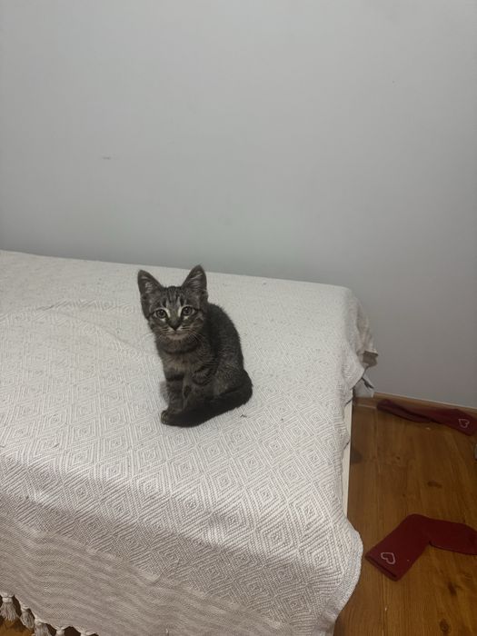 Котёнок мальчик в добрые руки