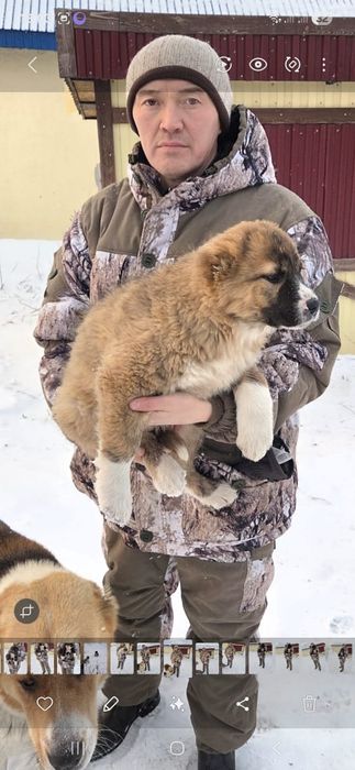 Щенки Алабая 5сук