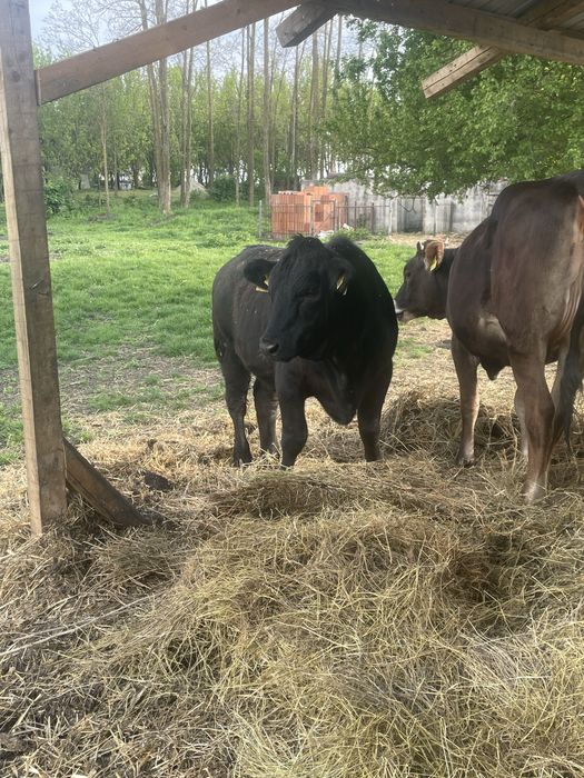 De vanzare vitea metis angus