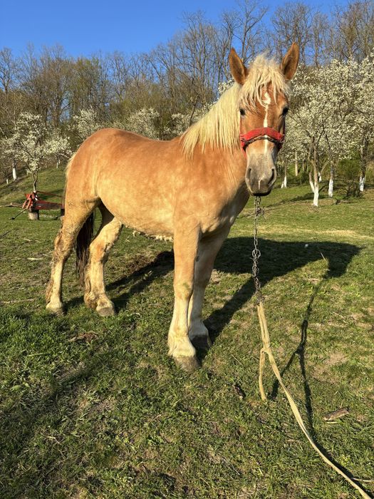 Vand o manza din doua