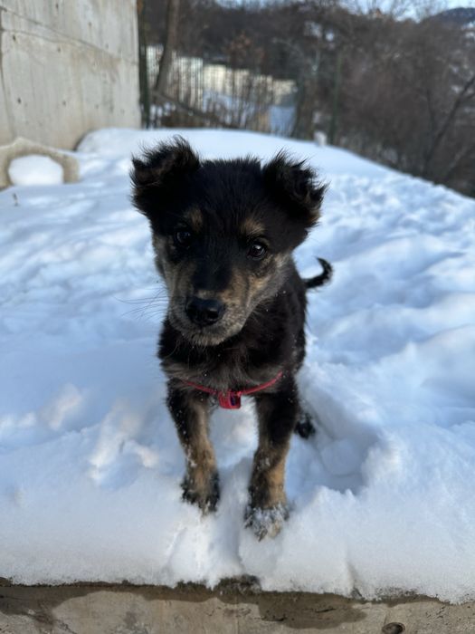 Ищем дом для щенка 4 мес