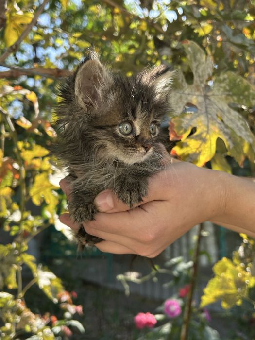 Котята ищут дом, в хорошие руки