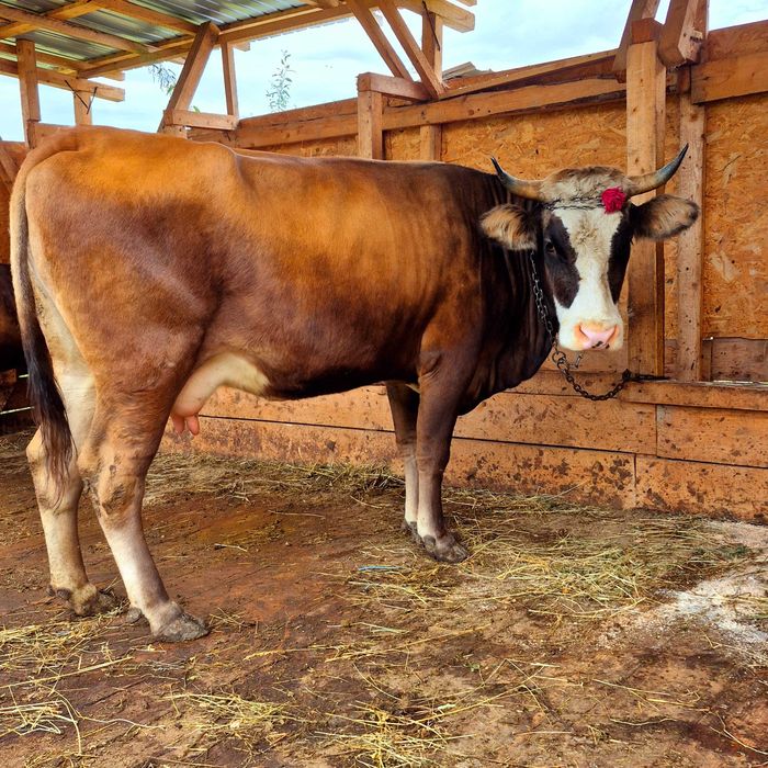 Vand vaca tânără vine cu all 2 vițel acum 2 3 săptămâni trebuie să fete