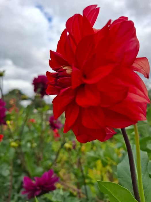 Георгины клубни с глазками