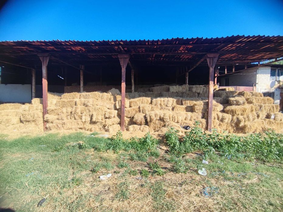 Бали сено, първи откос, реколта 2025