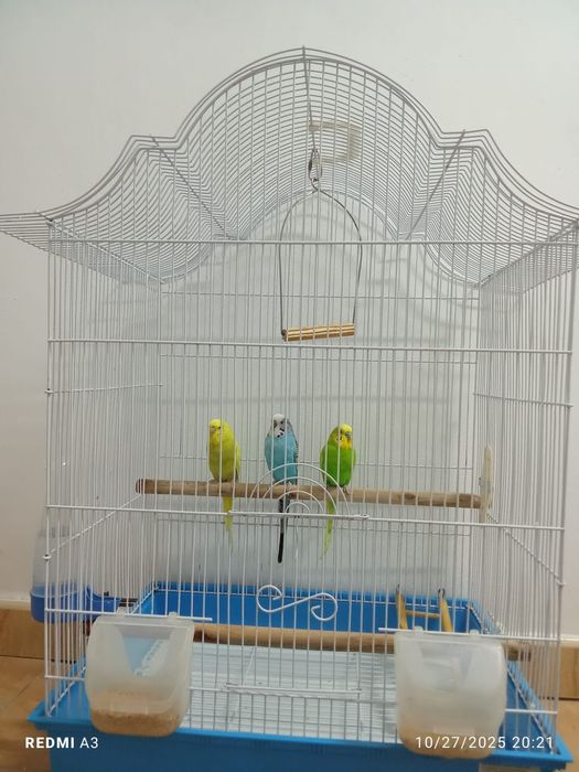 Vând perusi cu tot cu cușcă  (toți 3)