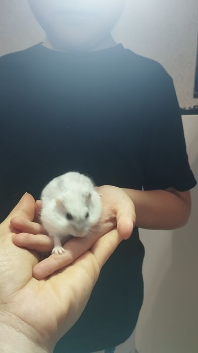 Хомячок джунгарский с клеткой