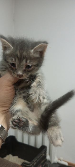 Продаються котята красивые, очень игривые. Доставка платная.