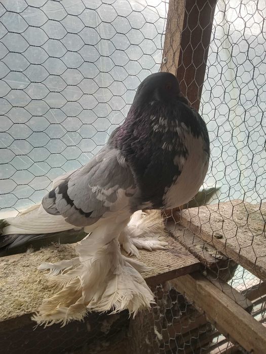 Vind porumbei gușați și toboșari germani