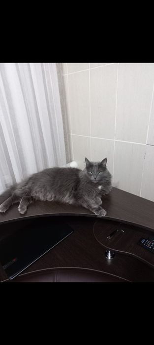 Продам котят. Продам