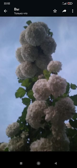 Продам саженцы бульдонежа,жасмина