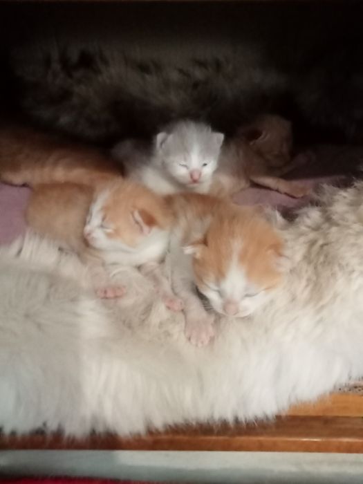 Отдам катят в хорошие руки