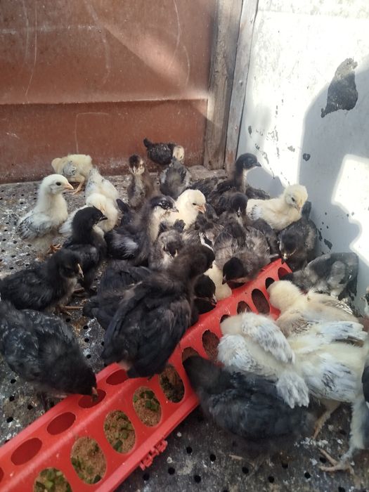 Продам двухнедельных цыплят