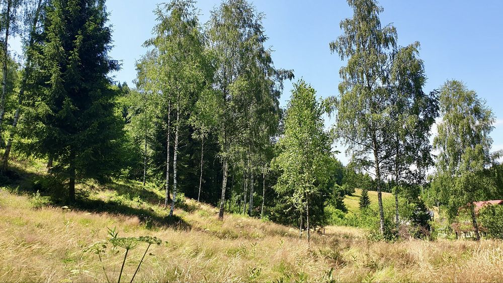 Persoana fizica vand teren intravilan in Rasca, locatie superba