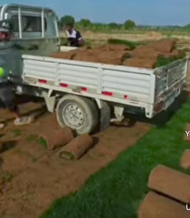 Gazonjdj. Archa ekamiz