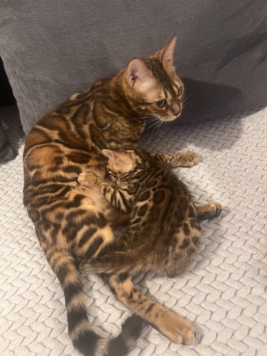 Pisica rasa bengal