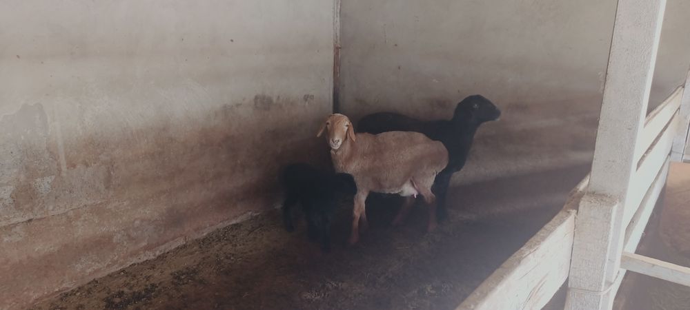 Семіз байлаулы қойлар сатылады
