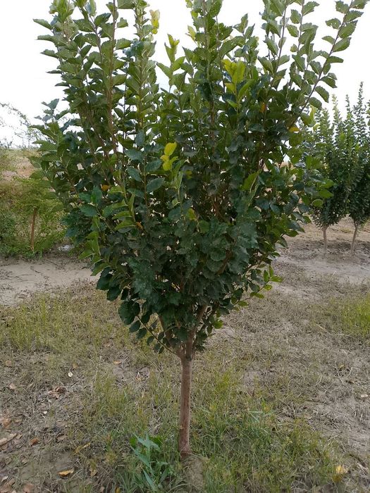 SADA KAYRAGACH (Chinni gujum)