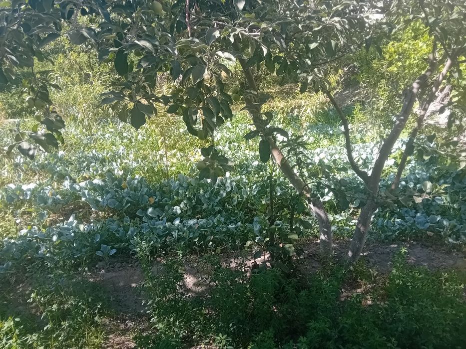 Poliz ekinlar mevalar