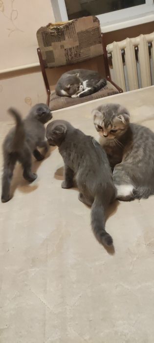 Шотландские котятя
