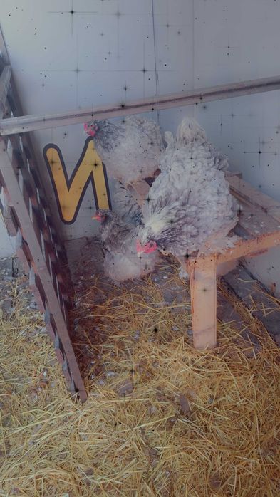 Разплодни яица от брама кохен и орпигтон