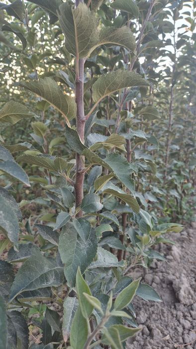 Саженцы.  Саженцы.