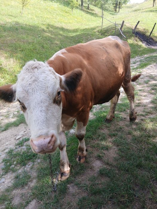 Vând vacă balțata la a doua fatare