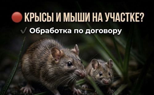 Дезинфекция с Гарантией / Уничтожение Крыс и Мышей / Тышқан жою