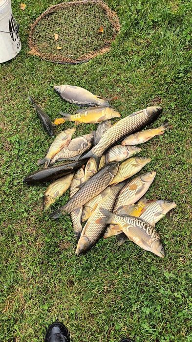 Vând puiet de Crap, Ten și Fitofag