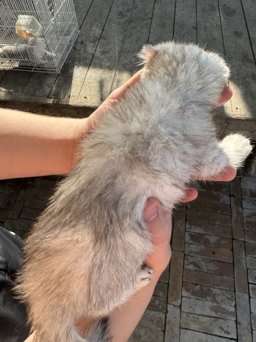 Котята