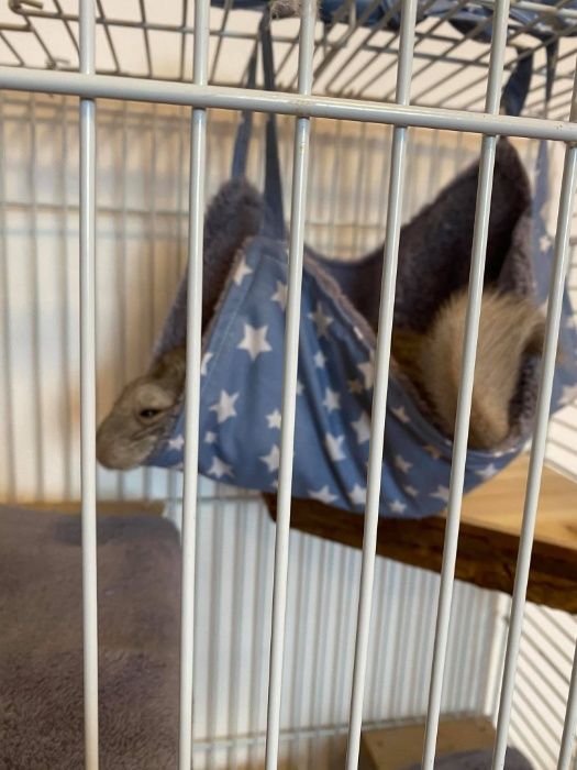 Хамак за чинчила