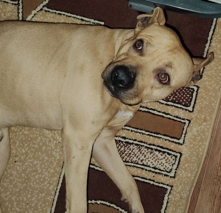 Найдена собака, кобель