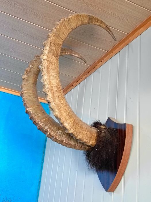 Рога горного Архара