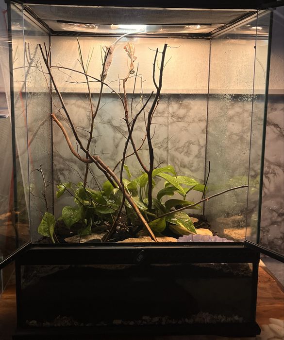 Vand 2 cameleoni cu terariu