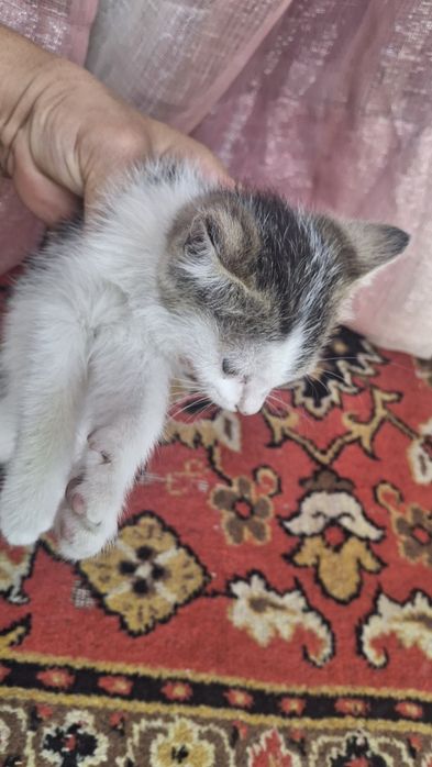 Отдам котёнка,$$